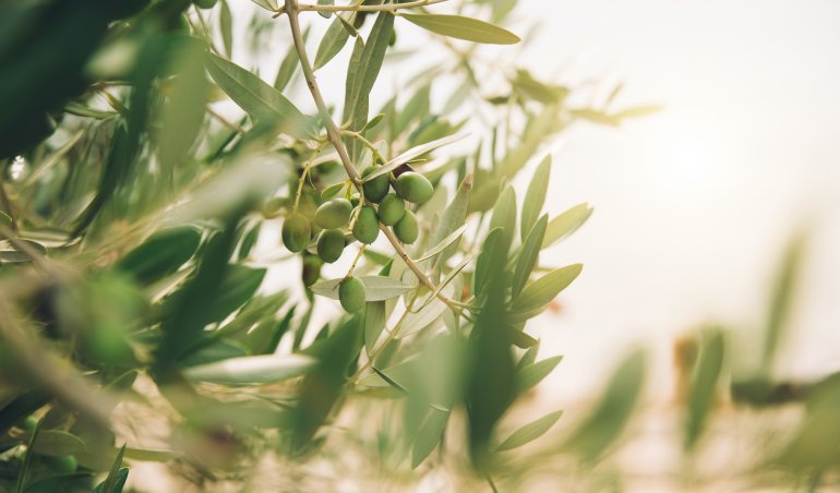 Detail of olive tree